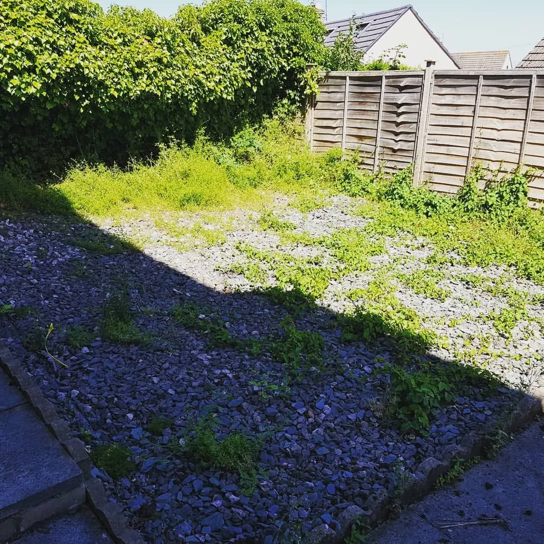 Garden before clearance