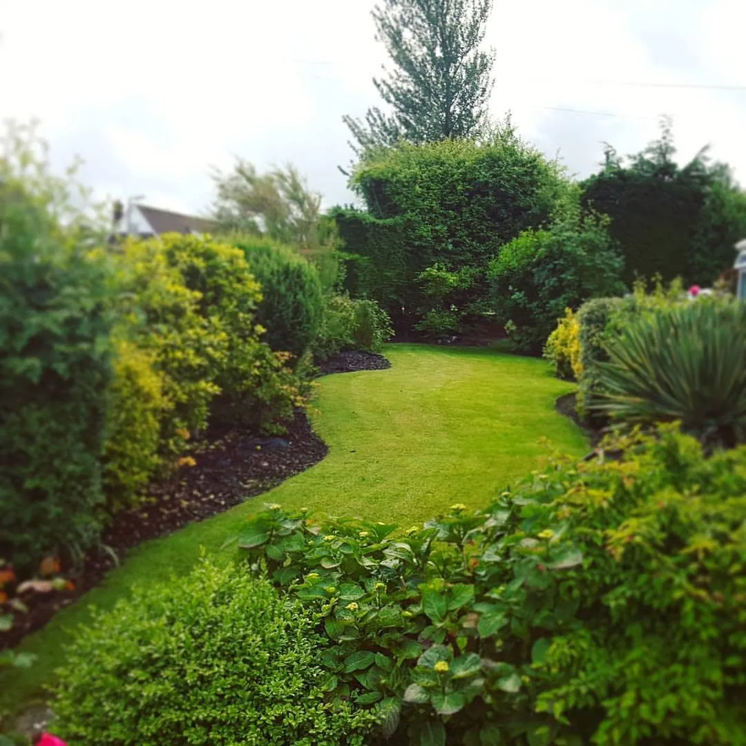 Shrub and bush shaping