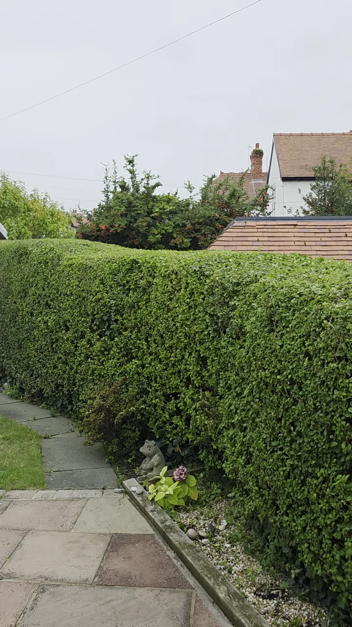 Neatly trimmed hedge in a customer's garden