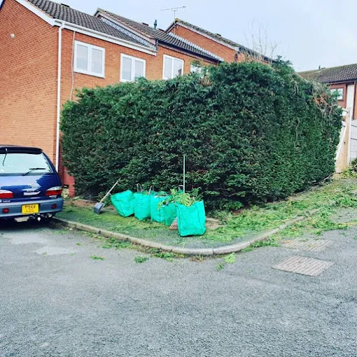 Conifer reduction